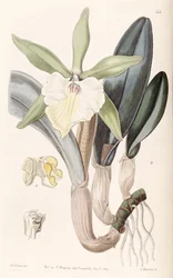 Rhyncholaelia glauca or Brassavola glauca